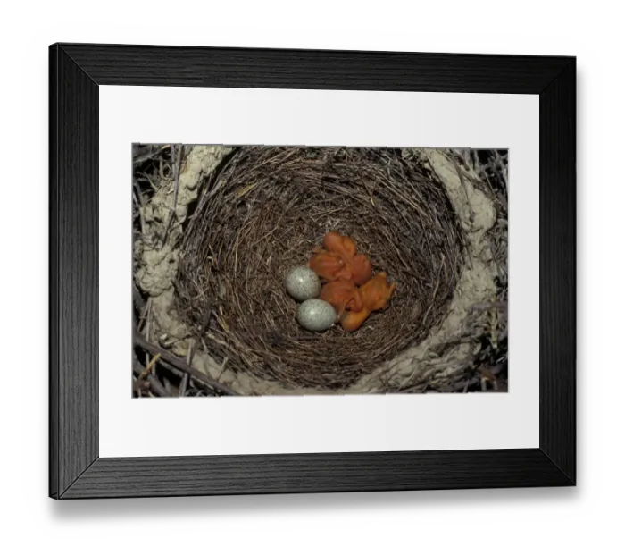 Framed Print : GtSpotted Cuckoo (Clamator glandarius) Eggs in nest with Magpie chicks