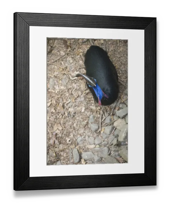 Framed Print : Southern Cassowary (Casuarius casuarius) adult, standing in rainforest, Cassowary House, Atherton Tableland, Queensland, Australia Framed Print : Southern Cassowary (Casuarius casuarius) adult, standing in rainforest, Cassowary House, Atherton Tableland, Queensland, Australia