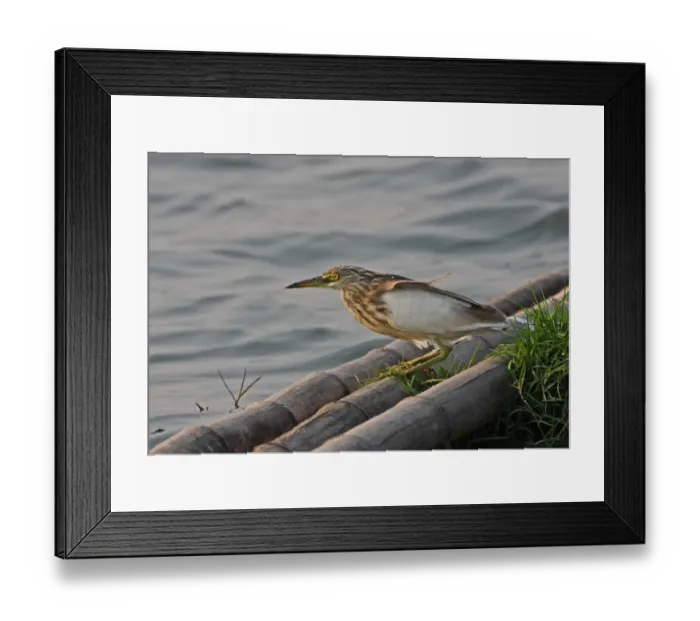 Framed Print : Javan Pond-heron (Ardeola speciosa) adult, winter plumage moulting into breeding plumage, standing on bamboo pontoon at edge of water, Thailand, february
