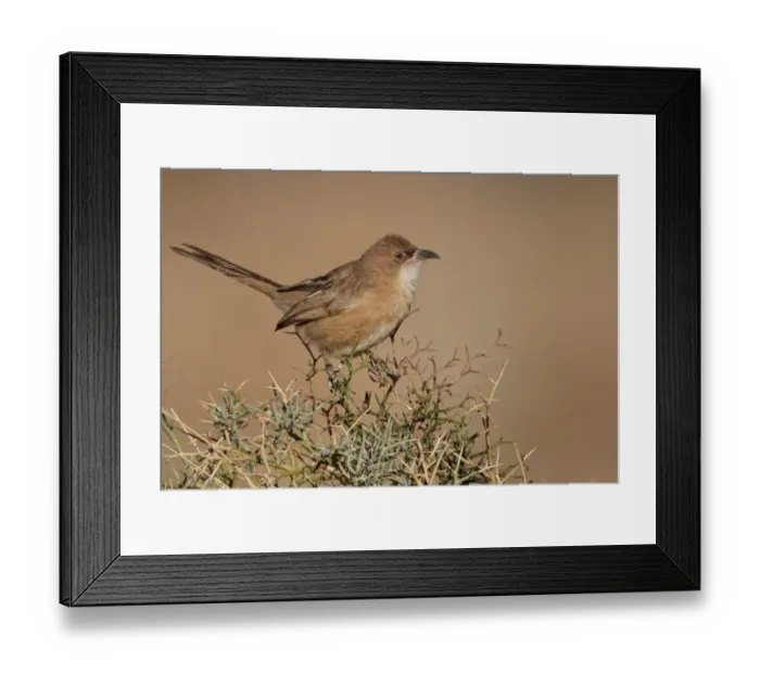 Framed Print : Fulvous Babbler (Turdoides fulvus) adult, perched on thorny bush, near Erg Chebbi, Morocco, february Framed Print : Fulvous Babbler (Turdoides fulvus) adult, perched on thorny bush, near Erg Chebbi, Morocco, february
