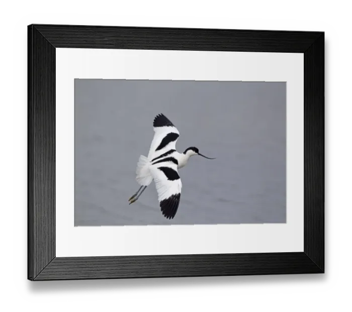 Framed Print : Eurasian Avocet (Recurvirostra avocetta) adult, in flight, Minsmere RSPB Reserve, Suffolk, England, june