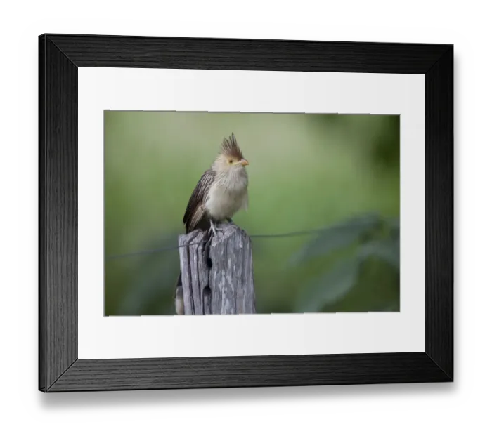 Framed Print : Guira Cuckoo (Guira guira) adult, perched on fencepost, Pantanal, Mato Grosso, Brazil Framed Print : Guira Cuckoo (Guira guira) adult, perched on fencepost, Pantanal, Mato Grosso, Brazil