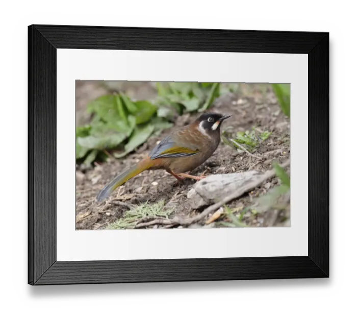 Framed Print : Black-faced Laughingthrush (Garrulax affinis) adult, standing on ground in vegetable patch, Meilixueshan, Yunnan, China, april Framed Print : Black-faced Laughingthrush (Garrulax affinis) adult, standing on ground in vegetable patch, Meilixueshan, Yunnan, China, april