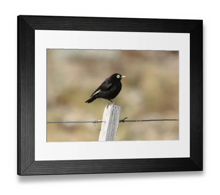 Framed Print : Spectacled Tyrant (Hymenops perspicillatus) adult male, perched on fencepost, La Angostura, Santa Cruz, Argentina, november
