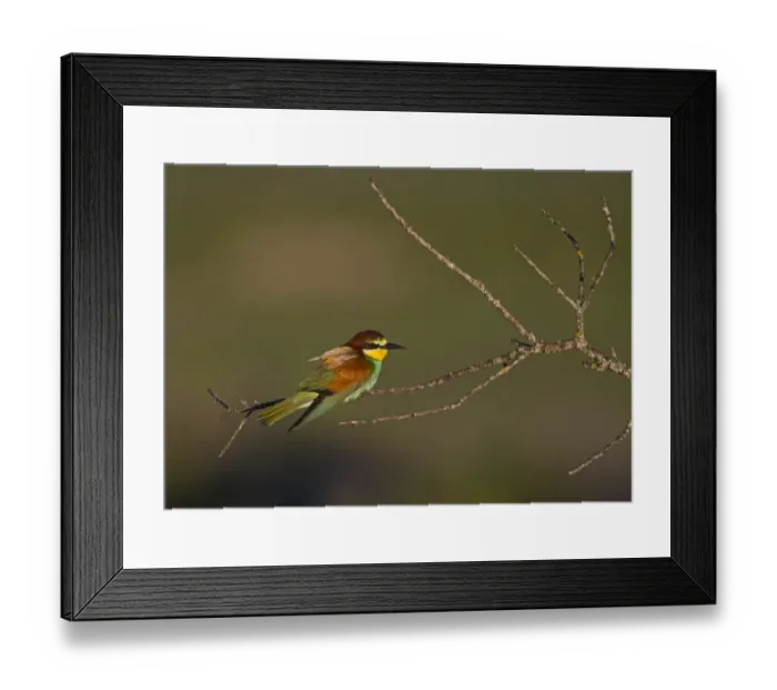Framed Print : European Bee-eater (Merops apiaster) adult, perched on twig in steppe, Spain, may Framed Print : European Bee-eater (Merops apiaster) adult, perched on twig in steppe, Spain, may