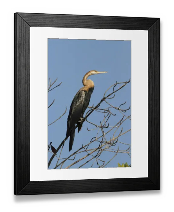 Framed Print : African Darter (Anhinga rufa) adult, perched on branch, Gambia, january Framed Print : African Darter (Anhinga rufa) adult, perched on branch, Gambia, january
