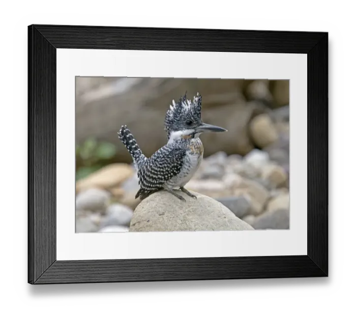 Framed Print : Crested Kingfisher (Megaceryle lugubris) adult, perched on rock, Northern India, january Framed Print : Crested Kingfisher (Megaceryle lugubris) adult, perched on rock, Northern India, january
