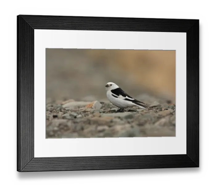 Framed Print : Snow Bunting (Plectrophenax nivalis nivalis) adult male, summer plumage, with food in beak, standing on stones, Longyearbyen, Svalbard, june Framed Print : Snow Bunting (Plectrophenax nivalis nivalis) adult male, summer plumage, with food in beak, standing on stones, Longyearbyen, Svalbard, june