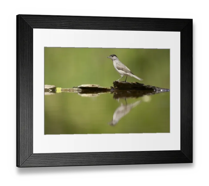 Framed Print : Blackcap (Sylvia atricapilla) adult male, standing at edge of forest pool, Hungary Framed Print : Blackcap (Sylvia atricapilla) adult male, standing at edge of forest pool, Hungary