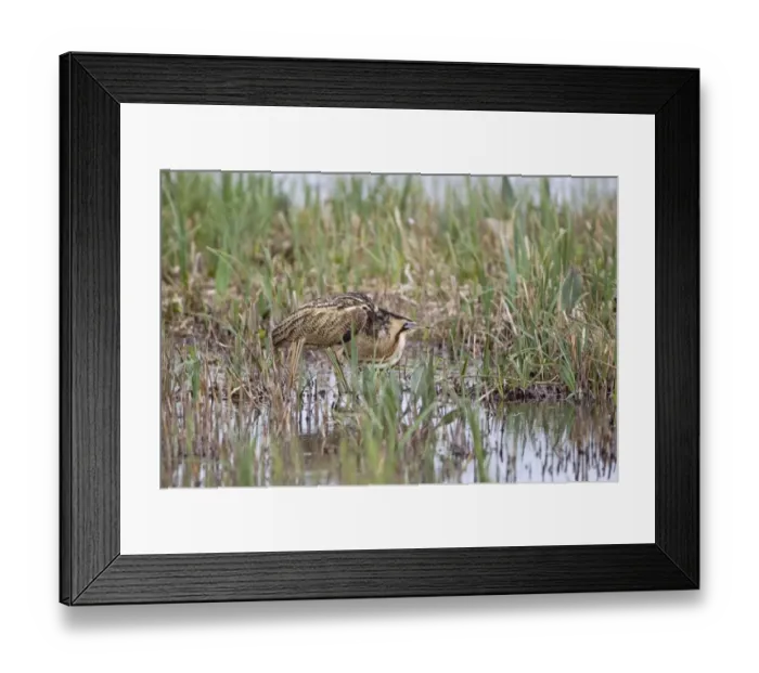 Framed Print : Great Bittern (Botaurus stellaris) adult male, inflating oesophagus in preparation to boom, Minsmere RSPB Reserve, Suffolk, England, april Framed Print : Great Bittern (Botaurus stellaris) adult male, inflating oesophagus in preparation to boom, Minsmere RSPB Reserve, Suffolk, England, april