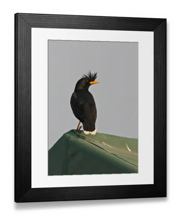 Framed Print : White-vented Myna (Acridotheres grandis) adult, perched on rooftop, Thailand, february