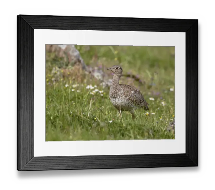 Framed Print : Little Bustard (Tetrax tetrax) adult female, standing, Extremadura, Spain, april Framed Print : Little Bustard (Tetrax tetrax) adult female, standing, Extremadura, Spain, april