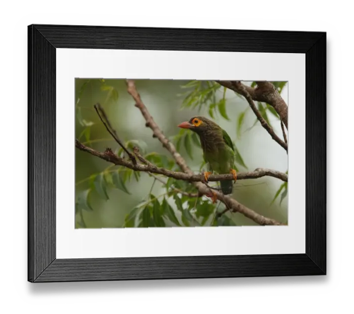 Framed Print : Brown-headed Barbet (Megalaima zeylanica) adult, perched on branch, Sri Lanka, december Framed Print : Brown-headed Barbet (Megalaima zeylanica) adult, perched on branch, Sri Lanka, december