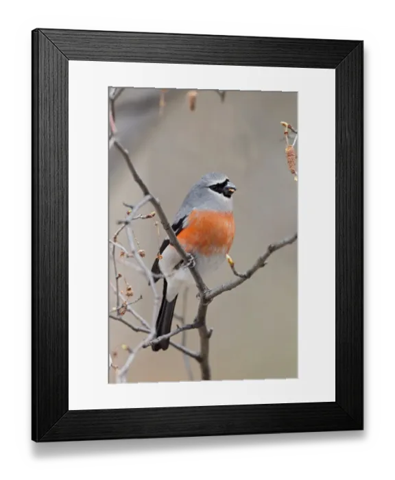 Framed Print : Grey-headed Bullfinch (Pyrrhula erythaca) adult male, feeding on seeds, perched on twig in alder tree, Yunnan, China, april Framed Print : Grey-headed Bullfinch (Pyrrhula erythaca) adult male, feeding on seeds, perched on twig in alder tree, Yunnan, China, april