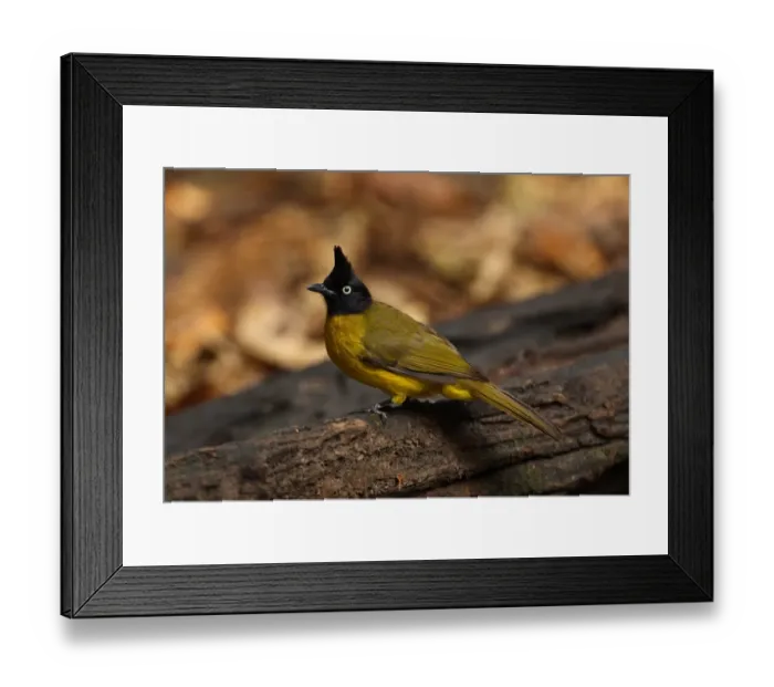 Framed Print : Black-crested Bulbul (Pycnonotus melanicterus xanthops) adult, standing on log, Kaeng Krachan N. P. Thailand, february Framed Print : Black-crested Bulbul (Pycnonotus melanicterus xanthops) adult, standing on log, Kaeng Krachan N. P. Thailand, february