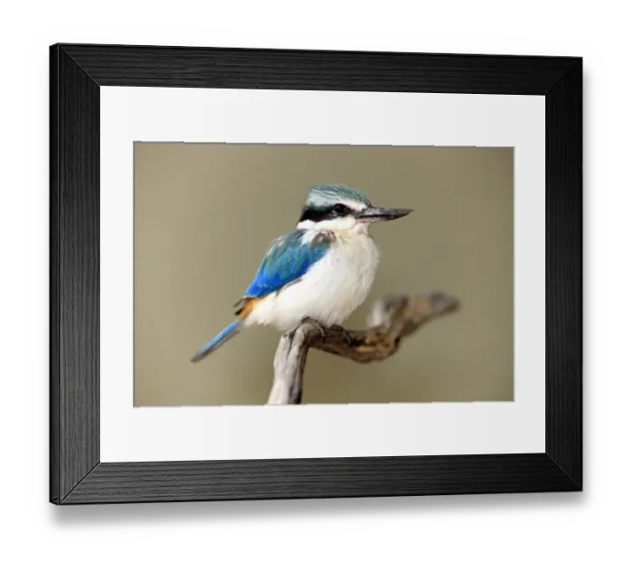 Framed Print : Red-backed Kingfisher (Todiramphus pyrrhopygius) adult, perched on branch, Outback, Northern Territory, Australia Framed Print : Red-backed Kingfisher (Todiramphus pyrrhopygius) adult, perched on branch, Outback, Northern Territory, Australia