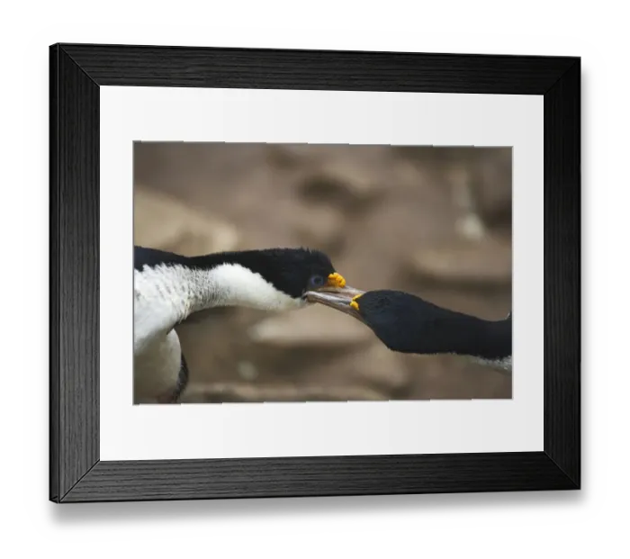 Framed Print : Imperial Shag (Phalacrocorax atriceps albiventer) adult pair, close-up of heads, greeting behaviour, New Island, Falkland Islands Framed Print : Imperial Shag (Phalacrocorax atriceps albiventer) adult pair, close-up of heads, greeting behaviour, New Island, Falkland Islands