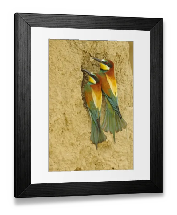 Framed Print : European Bee-eater (Merops apiaster) adult pair, at nesting burrow entrance, Bulgaria, may Framed Print : European Bee-eater (Merops apiaster) adult pair, at nesting burrow entrance, Bulgaria, may