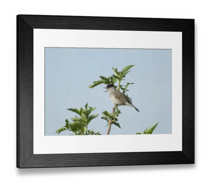 Framed Print : Blackcap (Sylvia atricapilla) adult male, singing, perched on twig, Two Tree Island Nature Reserve, Essex, England, may Framed Print : Blackcap (Sylvia atricapilla) adult male, singing, perched on twig, Two Tree Island Nature Reserve, Essex, England, may