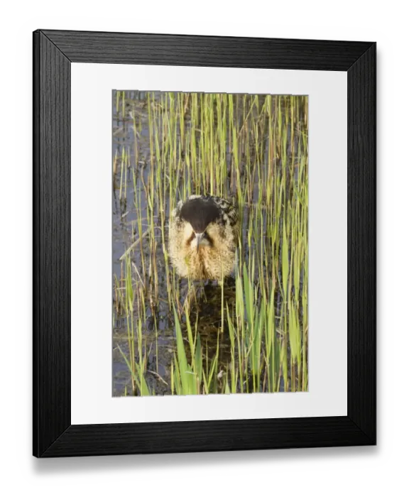 Framed Print : Great Bittern (Botaurus stellaris) adult, booming, standing in reedbed, Minsmere RSPB Reserve, Suffolk, England, april