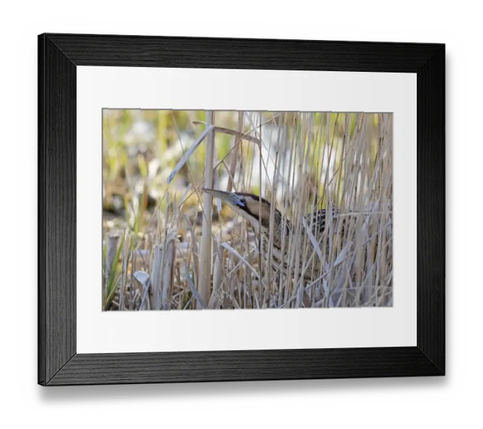 Framed Print : Great Bittern (Botaurus stellaris) adult male, standing amongst reeds in reedbed, Minsmere RSPB Reserve, Suffolk, England, march Framed Print : Great Bittern (Botaurus stellaris) adult male, standing amongst reeds in reedbed, Minsmere RSPB Reserve, Suffolk, England, march