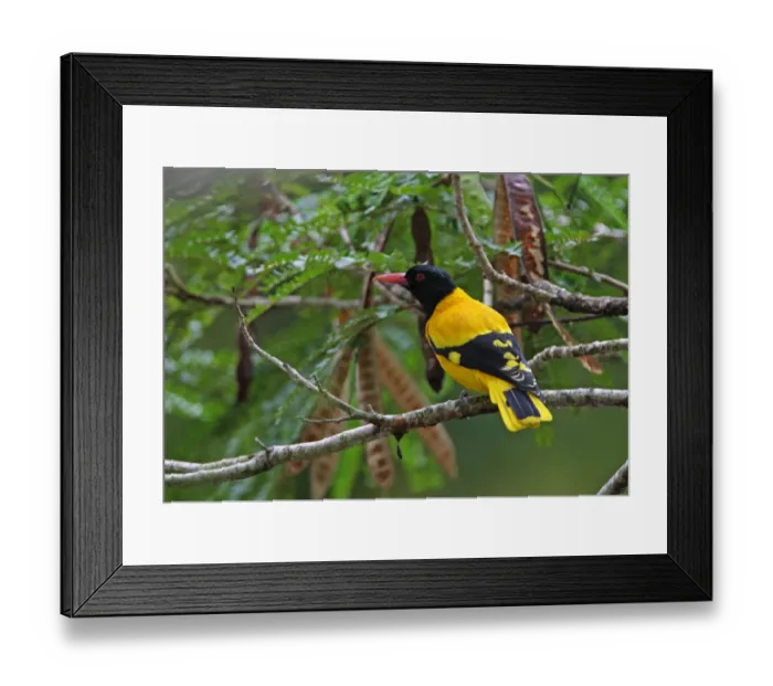 Framed Print : Black-hooded Oriole (Oriolus xanthornus ceylonensis) endemic race, adult male, perched on branch, Sri Lanka, december Framed Print : Black-hooded Oriole (Oriolus xanthornus ceylonensis) endemic race, adult male, perched on branch, Sri Lanka, december