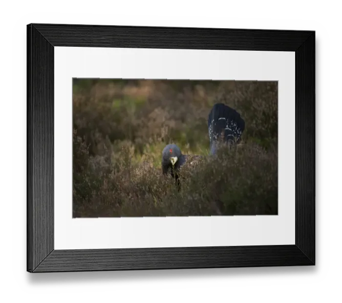Framed Print : Western Capercaillie (Tetrao urogallus) rogue adult male, feeding on heather, on fringe of pine forest, Cairngorm N. P. Highlands, Scotland, march