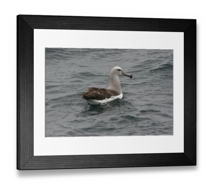 Framed Print : Salvin's Albatross (Thalassarche salvini) immature, swimming, off Quintero, Chile, november