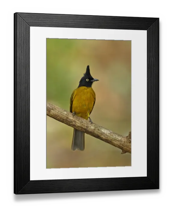 Framed Print : Black-crested Bulbul (Pycnonotus melanicterus xanthops) adult, perched on branch, Kaeng Krachan N. P. Thailand, february Framed Print : Black-crested Bulbul (Pycnonotus melanicterus xanthops) adult, perched on branch, Kaeng Krachan N. P. Thailand, february