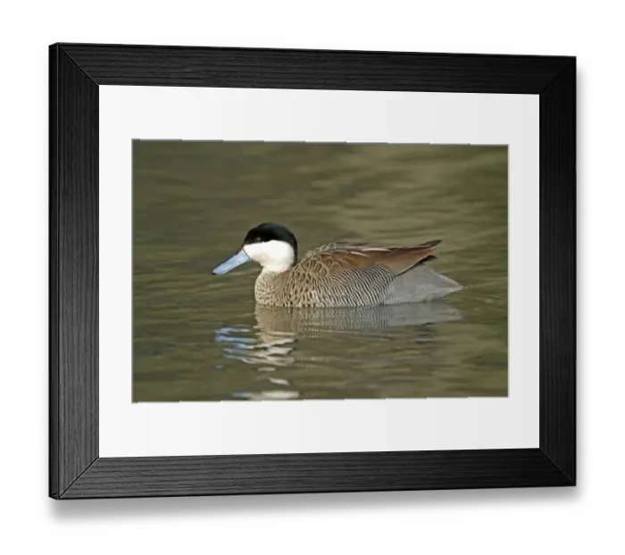 Framed Print : Puna Teal (Anas puna) adult male, swimming, captive Framed Print : Puna Teal (Anas puna) adult male, swimming, captive