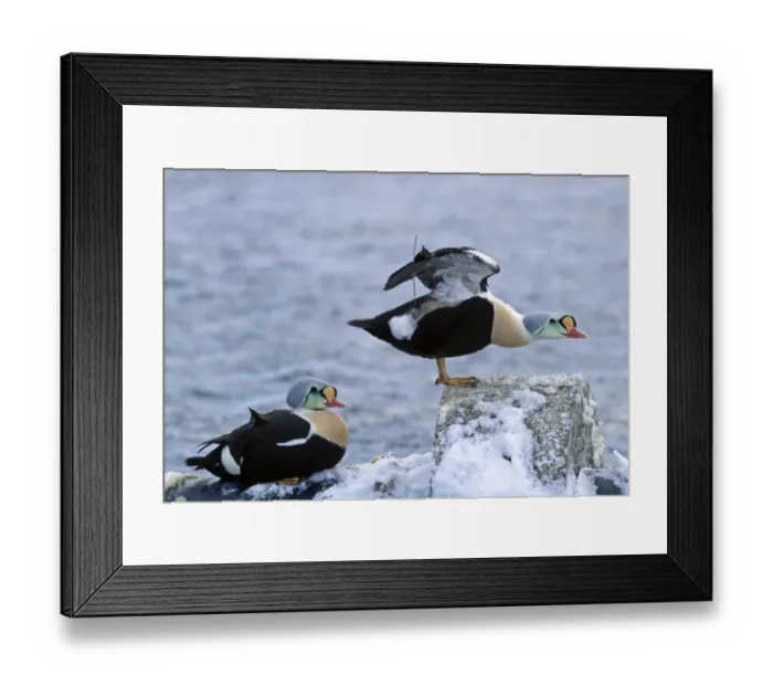 Framed Print : King Eider (Somateria spectabilis) two adult males, one wearing satellite transmitter, on snow covered coastal rocks, Varanger, Northern Norway, march Framed Print : King Eider (Somateria spectabilis) two adult males, one wearing satellite transmitter, on snow covered coastal rocks, Varanger, Northern Norway, march