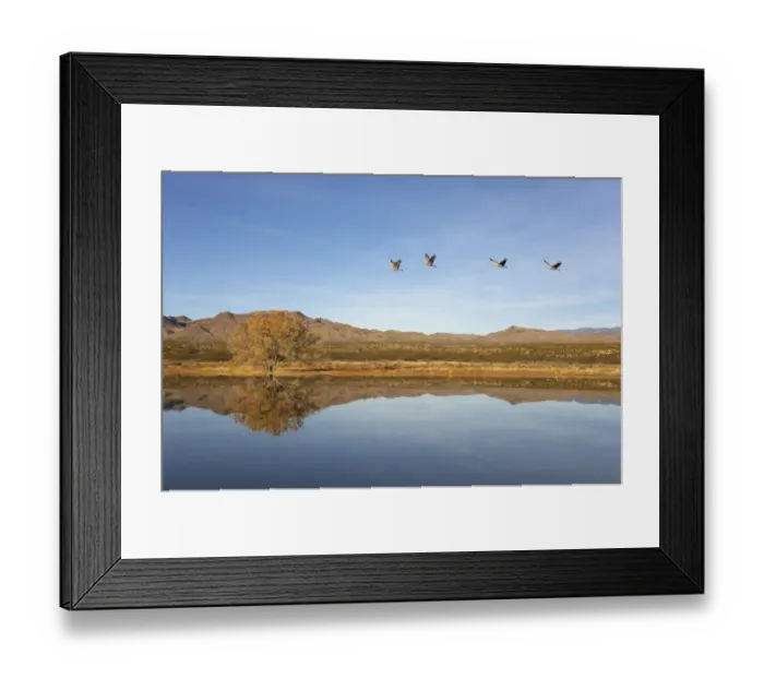 Framed Print : Sandhill Crane (Grus canadensis) four adults, in flight over habitat, leaving roost site at dawn, Bosque del Apache National Wildlife Refuge, New Mexico, U. S. A Framed Print : Sandhill Crane (Grus canadensis) four adults, in flight over habitat, leaving roost site at dawn, Bosque del Apache National Wildlife Refuge, New Mexico, U. S. A