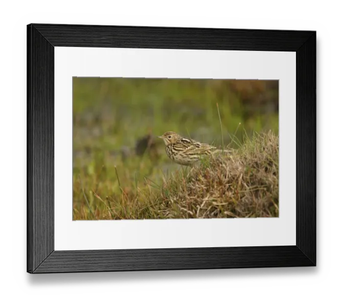 Framed Print : Correndera Pipit (Anthus correndera) adult, standing on grassy mound, Campos del Tuyu, Buenos Aires Province, Argentina, august