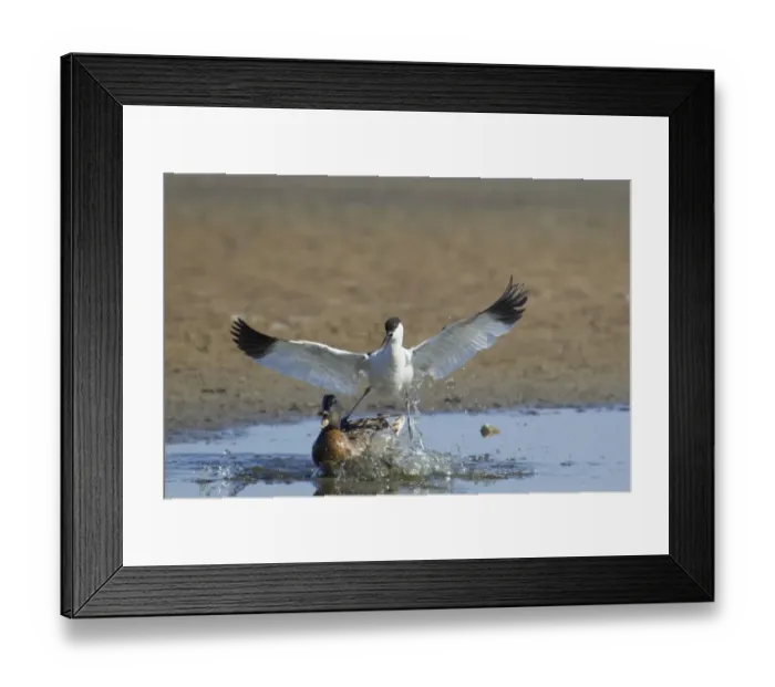 Framed Print : Eurasian Avocet (Recurvirostra avocetta) adult, in flight, attacking Mallard Duck (Anas platyrhynchos) adult female crossing territory, Minsmere RSPB Reserve, Suffolk, England, may Framed Print : Eurasian Avocet (Recurvirostra avocetta) adult, in flight, attacking Mallard Duck (Anas platyrhynchos) adult female crossing territory, Minsmere RSPB Reserve, Suffolk, England, may