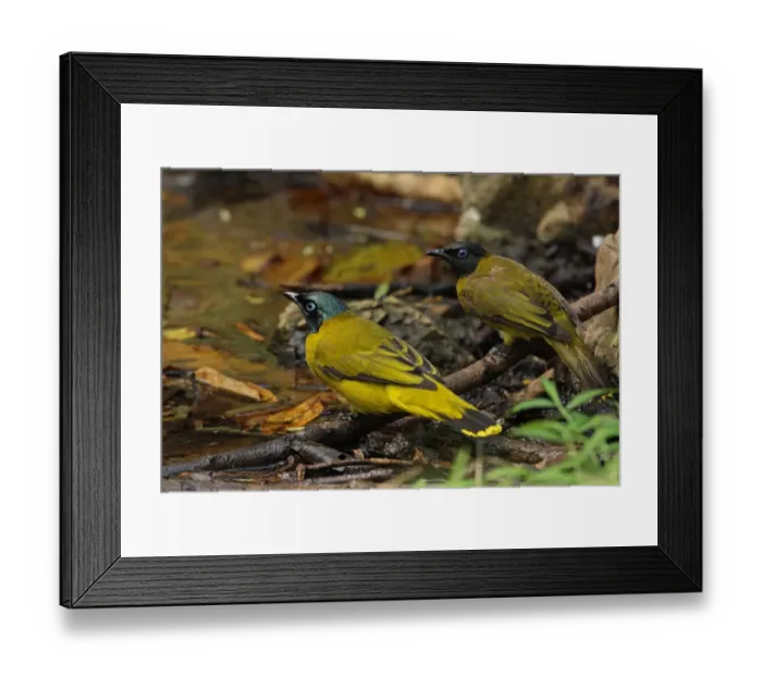 Framed Print : Black-headed Bulbul (Pycnonotus atriceps) two adults, normal and green phase, drinking at pool, Kaeng Krachan N. P. Thailand, january Framed Print : Black-headed Bulbul (Pycnonotus atriceps) two adults, normal and green phase, drinking at pool, Kaeng Krachan N. P. Thailand, january