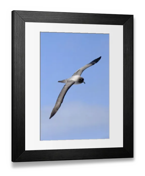 Framed Print : Light-mantled Sooty Albatross (Diomedea palpebrata) adult, in flight, Gold Harbour, South Georgia, november Framed Print : Light-mantled Sooty Albatross (Diomedea palpebrata) adult, in flight, Gold Harbour, South Georgia, november