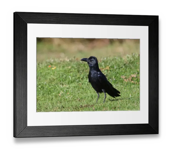 Framed Print : Jungle Crow (Corvus macrorhynchos culminatus) adult, standing on grass, Horton Plains N. P. Sri Lanka, december