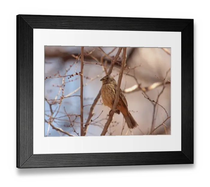 Framed Print : White-tipped Plantcutter (Phytotoma rutila angustirostris) adult female, perched on branch, Yavi, Jujuy, Argentina, august
