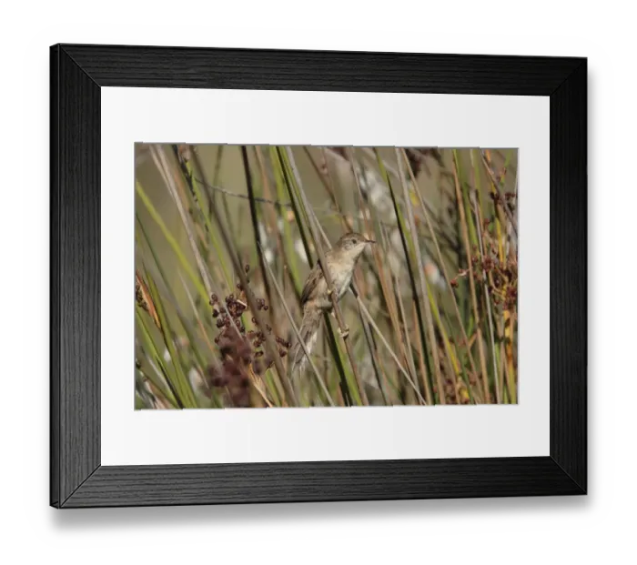 Framed Print : Bay-capped Wren-spinetail (Spartonoica maluroides) juvenile, perched on stem, Rincon de Cobo, Buenos Aires, Argentina, february Framed Print : Bay-capped Wren-spinetail (Spartonoica maluroides) juvenile, perched on stem, Rincon de Cobo, Buenos Aires, Argentina, february