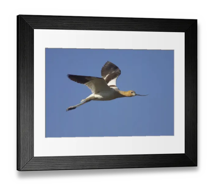 Framed Print : American Avocet (Recurvirostra americana) adult, breeding plumage, in flight, Klamath National Wildlife Refuge, Oregon, U. S. A Framed Print : American Avocet (Recurvirostra americana) adult, breeding plumage, in flight, Klamath National Wildlife Refuge, Oregon, U. S. A