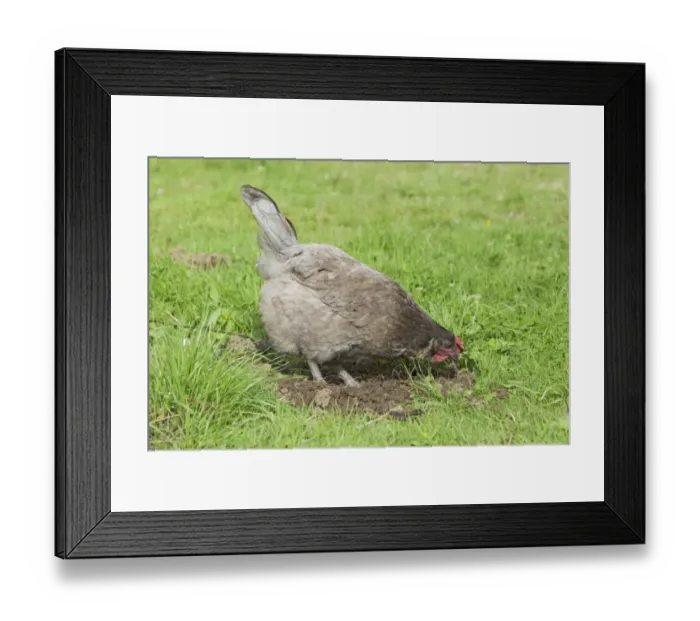 Framed Print : Domestic Chicken, Blue Copper Marans, freerange hen, foraging on molehill, Essex, England, august Framed Print : Domestic Chicken, Blue Copper Marans, freerange hen, foraging on molehill, Essex, England, august