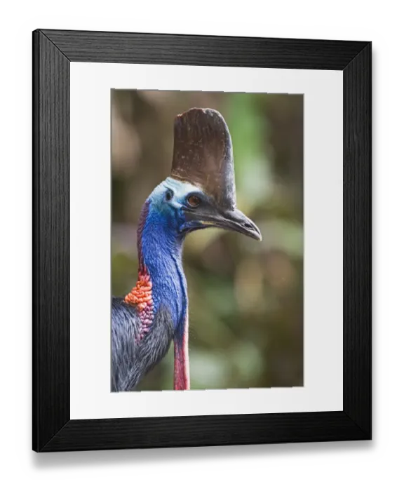 Framed Print : Southern Cassowary (Casuarius casuarius) adult, close-up of head and neck, Cassowary House, Atherton Tableland, Queensland, Australia