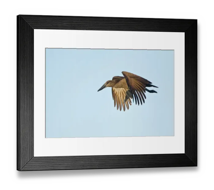 Framed Print : Hamerkop (Scopus umbretta) adult, in flight, Okavango Delta, Botswana Framed Print : Hamerkop (Scopus umbretta) adult, in flight, Okavango Delta, Botswana