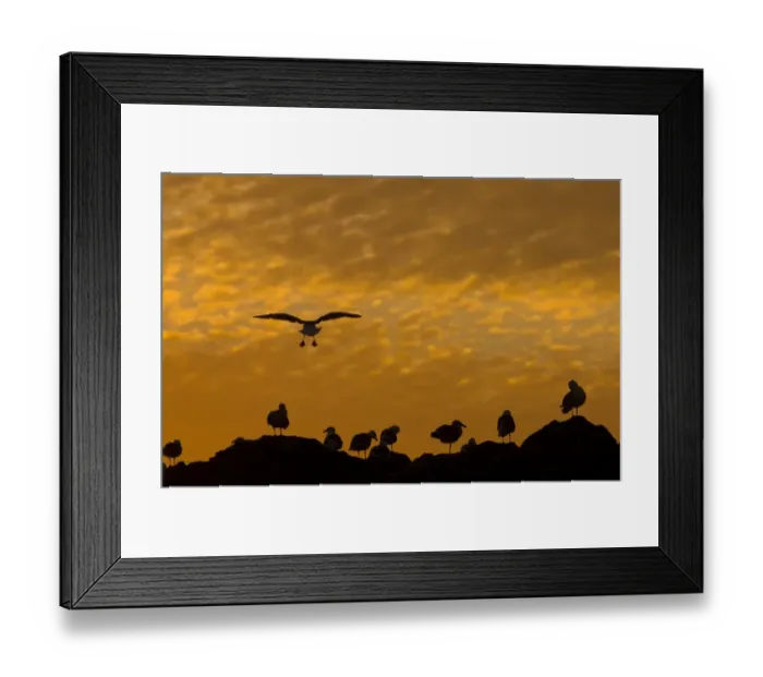 Framed Print : Western Gull (Larus occidentalis) flock, in flight, coming into roost on rocks, silhouetted at sunset, Seal Rocks, Point Lobos, San Francisco, California, U. S. A. november Framed Print : Western Gull (Larus occidentalis) flock, in flight, coming into roost on rocks, silhouetted at sunset, Seal Rocks, Point Lobos, San Francisco, California, U. S. A. november