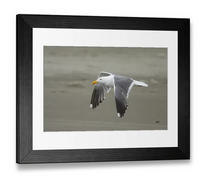 Framed Print : Western Gull (Larus occidentalis) adult, summer plumage, in flight over beach, Oregon, U. S. A Framed Print : Western Gull (Larus occidentalis) adult, summer plumage, in flight over beach, Oregon, U. S. A