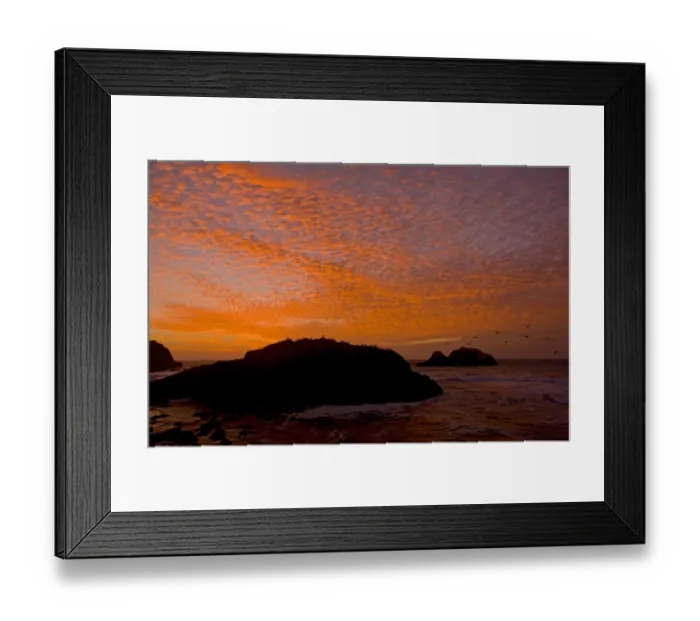 Framed Print : Western Gull (Larus occidentalis) flock, in flight, coming into roost on rocks in coastal habitat, silhouetted at sunset, Seal Rocks, Point Lobos, San Francisco, California, U. S. A. november Framed Print : Western Gull (Larus occidentalis) flock, in flight, coming into roost on rocks in coastal habitat, silhouetted at sunset, Seal Rocks, Point Lobos, San Francisco, California, U. S. A. november
