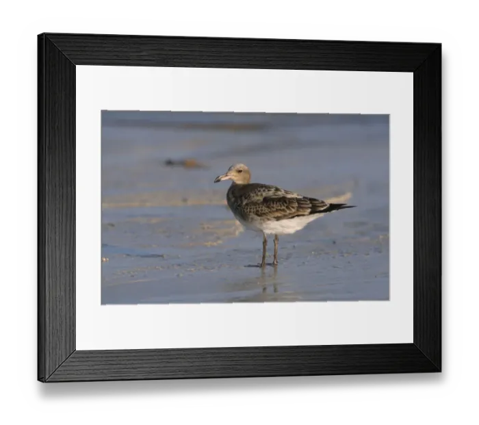 Framed Print : Sooty Gull (Larus hemprichii) juvenile, standing on beach, Oman Framed Print : Sooty Gull (Larus hemprichii) juvenile, standing on beach, Oman