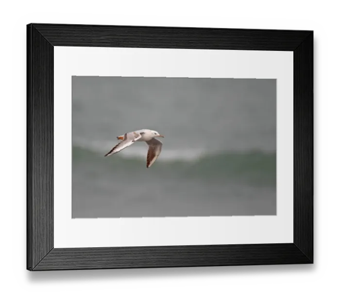 Framed Print : Slender-billed Gull (Larus genei) immature, first winter plumage, in flight over sea, Gambia, february
