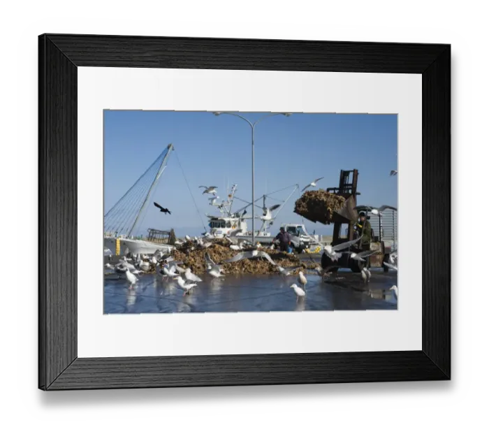 Framed Print : Slaty-backed Gull (Larus schistisagus) flock, feeding on dead starfish dumped on quay from fishing trawlers, Hokkaido, Japan, winter Framed Print : Slaty-backed Gull (Larus schistisagus) flock, feeding on dead starfish dumped on quay from fishing trawlers, Hokkaido, Japan, winter