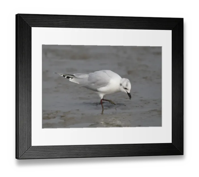 Framed Print : Saunders's Gull (Chroicocephalus saundersi) adult, non-breeding plumage, foraging on mudflats, Mai Po Nature Reserve, Hong Kong, China, december